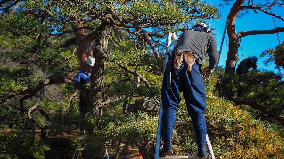 Élagage des arbres en Ardèche par un élagueur professionnel